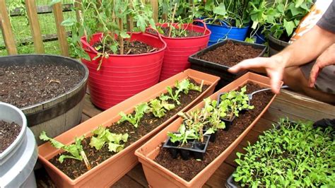 Planting Lettuces Greens In Containers Seed Starts Are A Must Soil