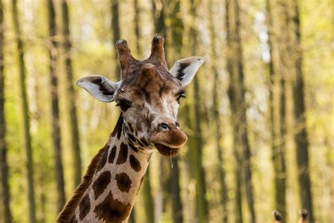 Za zmínku rozhodně stojí lemur sclaterův, který je jediným modrookým primátem na světě. - Expozice - Expozice a zvířata - Zoo Ostrava
