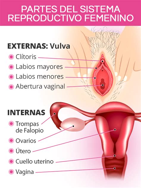 Sistema Reproductivo Femenino Shecares