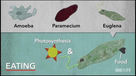 Single Celled Organisms Youtube