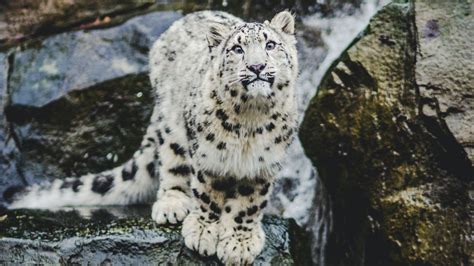 Snow Leopard Fact Sheet Blog Nature Pbs