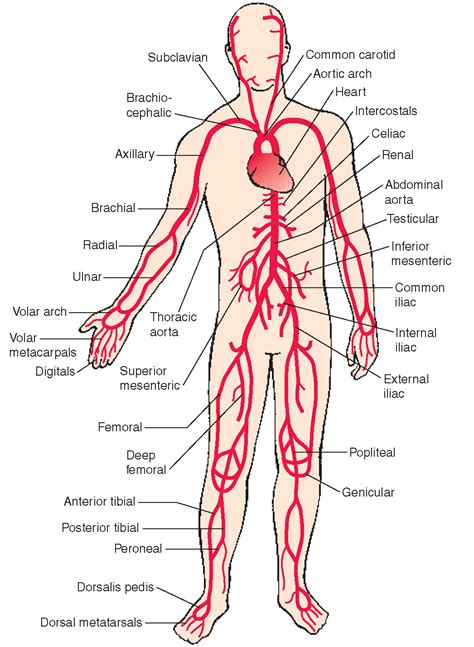 The arteries and veins on the vessel man model note that pulmonary arteries and veins are colored by type in the labels but colored red or blue based on oxygenation on the model itself. Principal systemic arteries. The arterial system carries ...