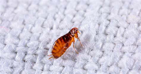What Do The Experts Involve In The Natural Flea Treatment Pest