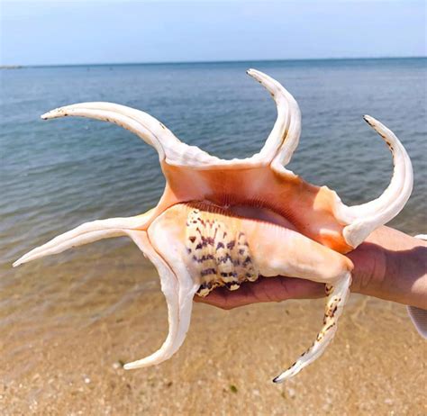 Rare 12 15 Cm Natural Large Conch Shells Natural Water Conch Etsy