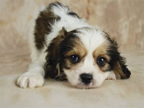 Cavachon All You Need To Know About Cavalier Bichon Mix K9 Web