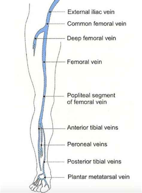 Calf Vein Anatomy