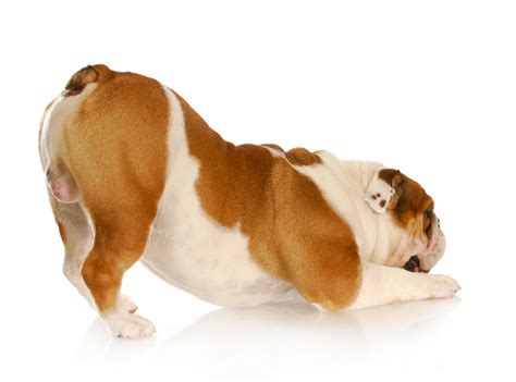Feature in some brachycephalic breeds, including english. Is Bulldog Tail Amputation Really Necessary ...