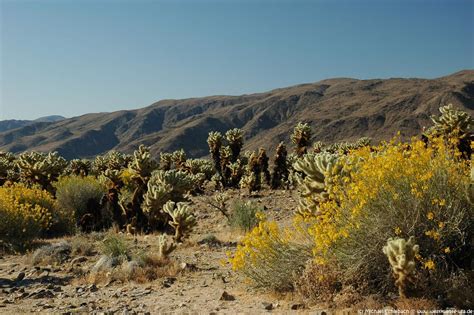 Cholla Cactus Garden Kakteengarten Im Joshua Tree Nationalpark