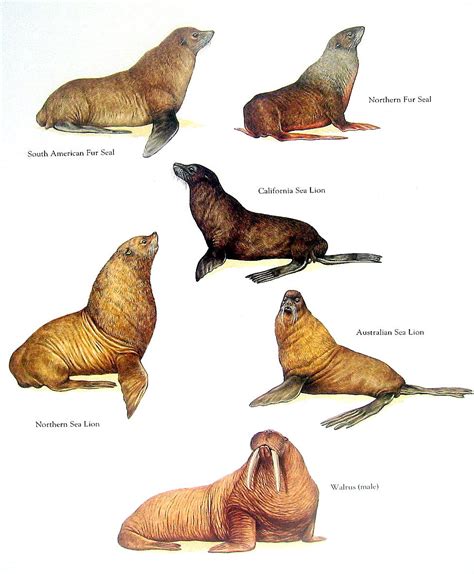 Here they raise their pups in large congregations known as colonies. Seal Sea Lion Walrus Print South American Fur Seal