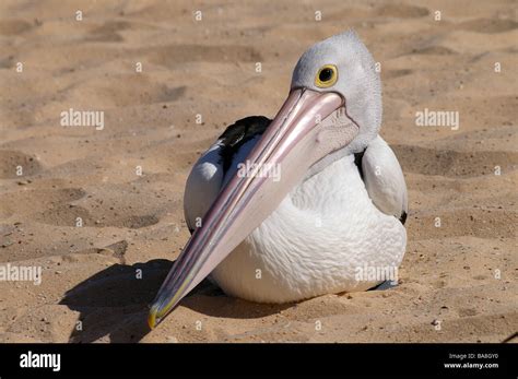 Australian Pelican Pelecanus Conspicillatus At Monkey Mia Peron