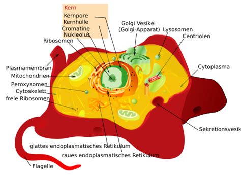 Maybe you would like to learn more about one of these? Genetik: Die Zellen von Eukaryoten und Prokaryoten