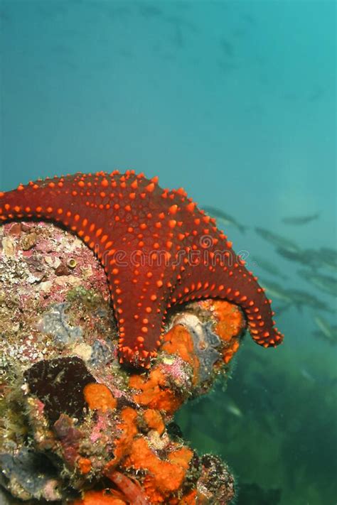 Red Sea Star Galapagos National Park Galapagos Islands Stock Image