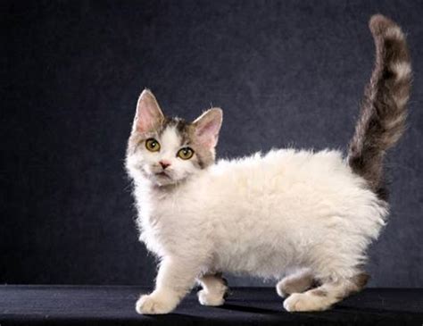 Fleur is at a cat shelter in cyprus and can travel yo uk in 3 weeks. LIFE SPAN OF LAMBKIN DWARF