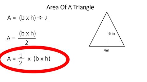 area of a triangle 1 2 x b x h youtube