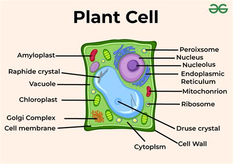 Overview Of Plant Cells Geeksforgeeks