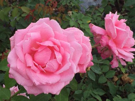 Belindas Dream Fragrant Roses Light Pink Rose Fragrant Flowers
