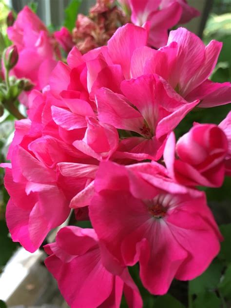 Zonal Geranium Pelargonium X Hortorum Designer Hot Pink In The