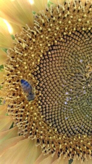 Bees Love Sunflowers Gold Everything Gold Gilding Bee