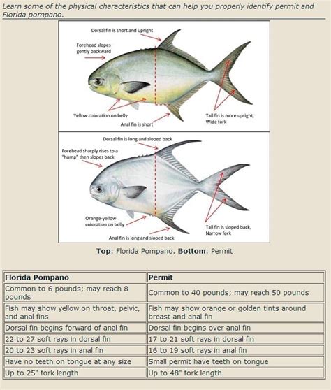 Identifying Permit Vs Pompano Fishbites