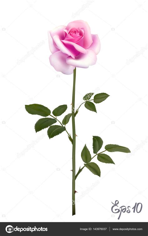 Beautiful Pink Rose Isolated On White Background Stock Vector Image By