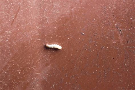 The larvae for many flying insects, such as gnats, look like a brown worm, or brown maggot. Tiny White Worm In Carpet - Carpet Vidalondon