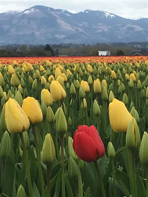 Skagit Valley Tulip Festival Mount Vernon 2019 All You Need To Know