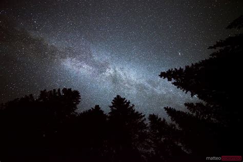 Milky Way And Pine Trees Royalty Free Image