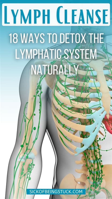 Lymph Cleanse Detox The Lymphatic System Naturally Lymph Massage Lymph Detox Lymphatic System