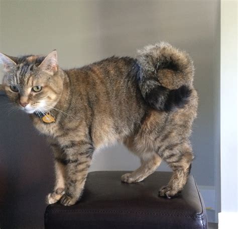 Curly Tail Cat