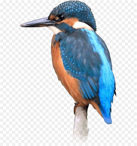 Sebarkan ini burung kolibri raja memiliki kisaran yang tidak jauh berbeda. Burung, Raja Udang, Cagar Alam gambar png