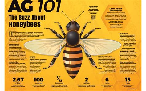Ag 101 The Buzz About Honeybees National Ffa Organization