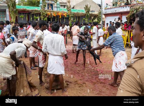 Devotees Sacrificing A Goat During Kutti Kudithal Festival In Trichy Tamil Nadu India Stock