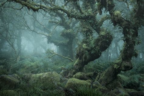 Photographer Captures The Enchanted Forests Of Wistmans Wood