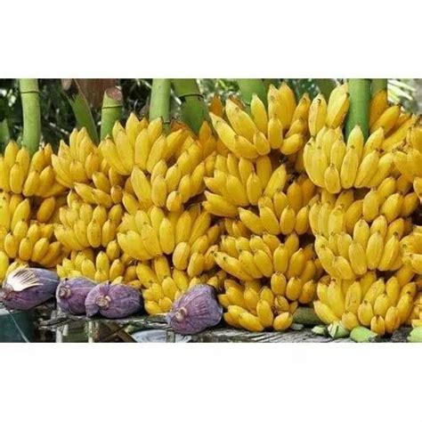 High Quality Fresh Banana At Rs 120kilogram Bananas In Mumbai Id