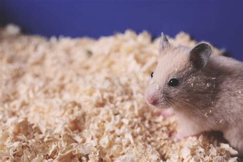 Cute Little Fluffy Hamster In Cage Space For Text Stock Photo Image