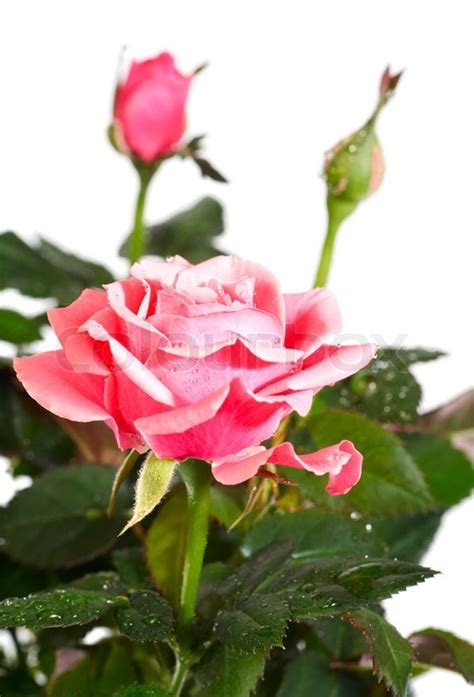 Your beautiful pot flower stock images are ready. A pot of beautiful rose flowers ... | Stock Photo | Colourbox