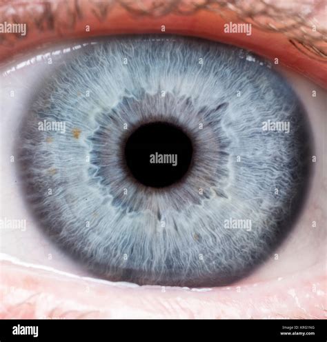 Macro Photo Of Human Eye Iris Pupil Eye Lashes Eye Lids Stock Photo