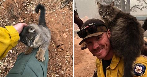 Firefighter Rescues Cat From Wildfires And Now She Wont Leave Him