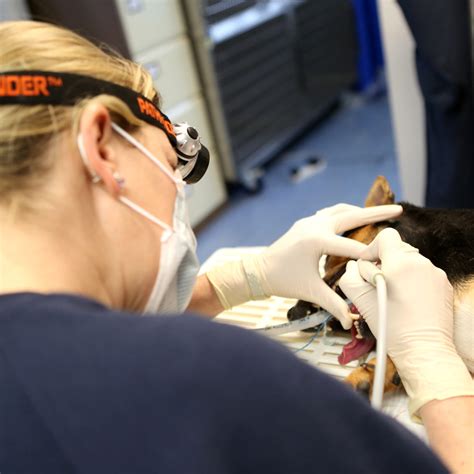 We listened to thousands of cat and dog owners to create the policies they wanted. Dental Disease - Blaircourt Pet Clinic