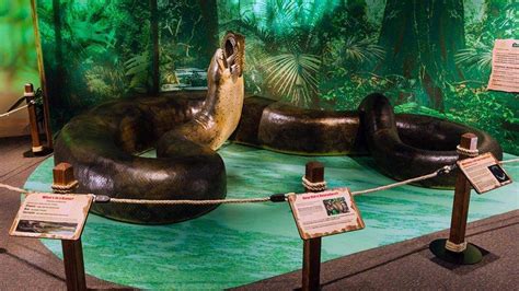 Titanoboa was a true monster among prehistoric snakes, the size and weight of an extremely titanoboa, however, probably attacked its prey in more dramatic fashion: The Massive Titanoboa Snake Once Ruled the Colombian ...