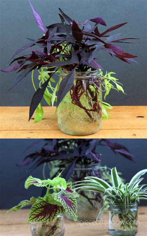 Indoor plants that grow long vines. Grow Beautiful Indoor Plants In Water: So easy! - A Piece ...