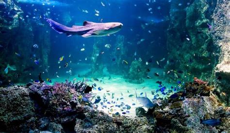 Sea Life Sydney Aquarium Is A Public Aquarium Located In The City Of