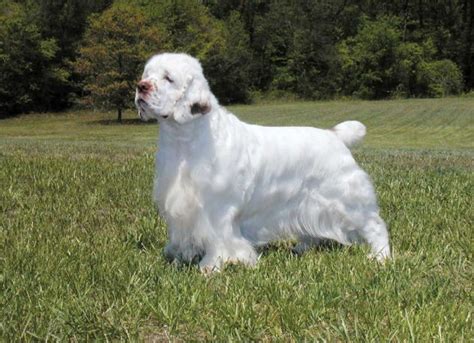clumber spaniel dog breed profile petfinder
