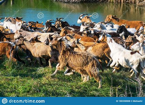 Herd Of Domestic Goats Running Fast Stock Photo Image Of Closeup