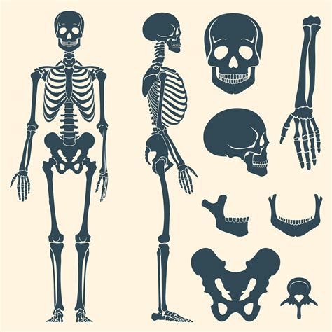Human bones skeleton silhouette vector set By Microvector ...