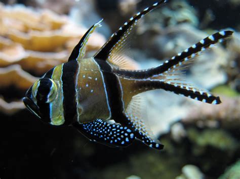 Banggai Cardinalfish Life Of Sea