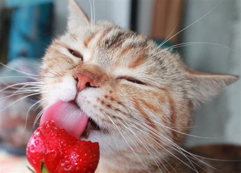 Although they provide an excellent source of vitamin c, folate, potassium, and manganese, as well as antioxidants and fiber, the benefits are not noticeable in cats because they cannot safely consume large amounts. Can Cats Eat Strawberries Or Is It Bad For Them? See ...