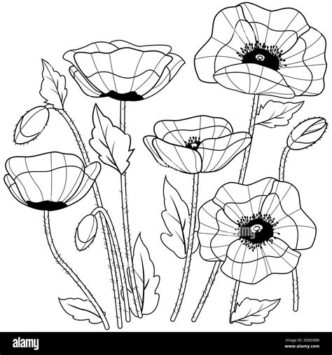 Flores De Amapola Y Brotes Página Para Colorear En Blanco Y Negro