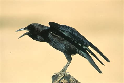 Contoh punya mental seperti shamo karena konon. American Crow Identification, All About Birds, Cornell Lab ...