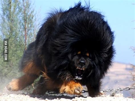 The appearance of the tibetan mastiff. To the "scary husky" post, I raise you a Tibetan mastiff ...